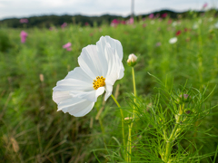 秋桜02