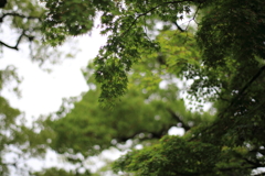 みどり01