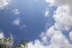森林公園06