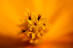 花01