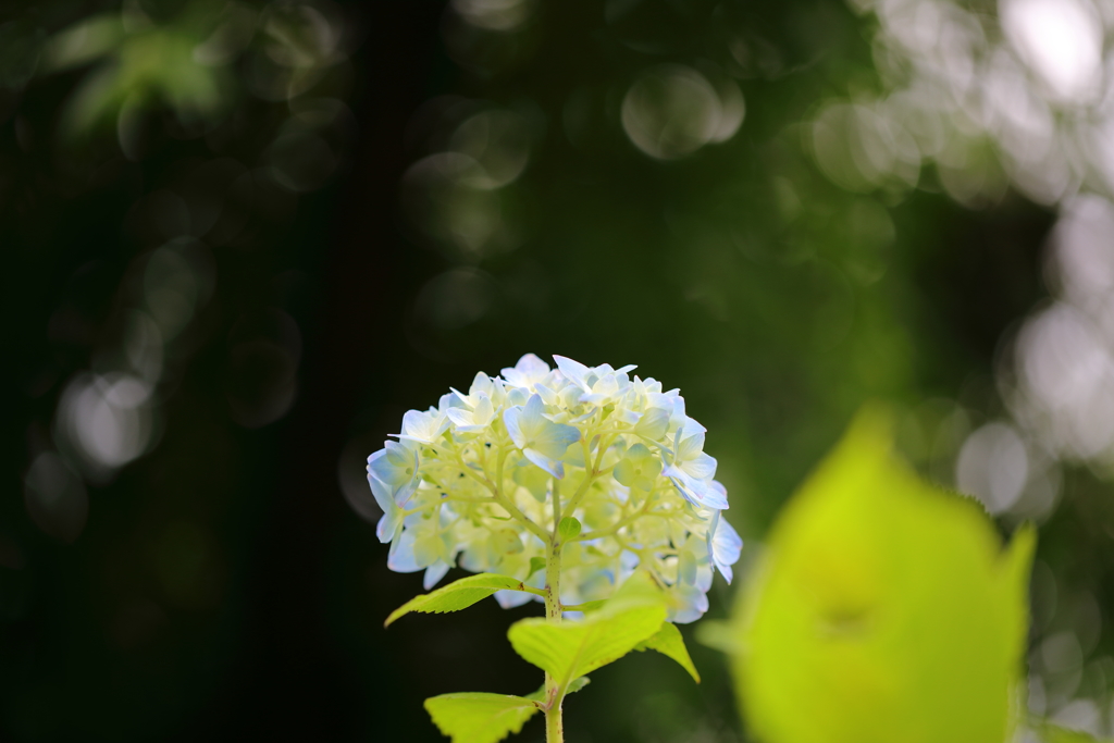 紫陽花