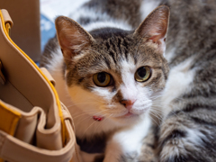 我が家のお猫さま。