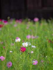 秋桜03