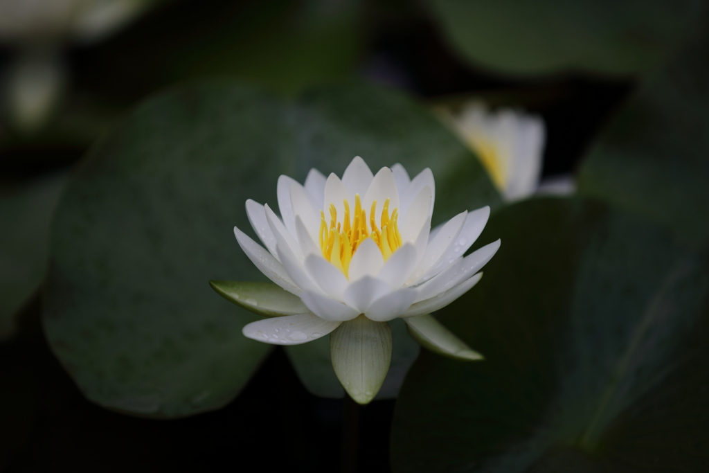 睡蓮