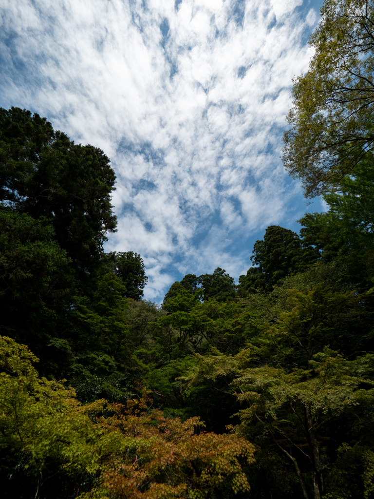 空と木々