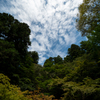 空と木々
