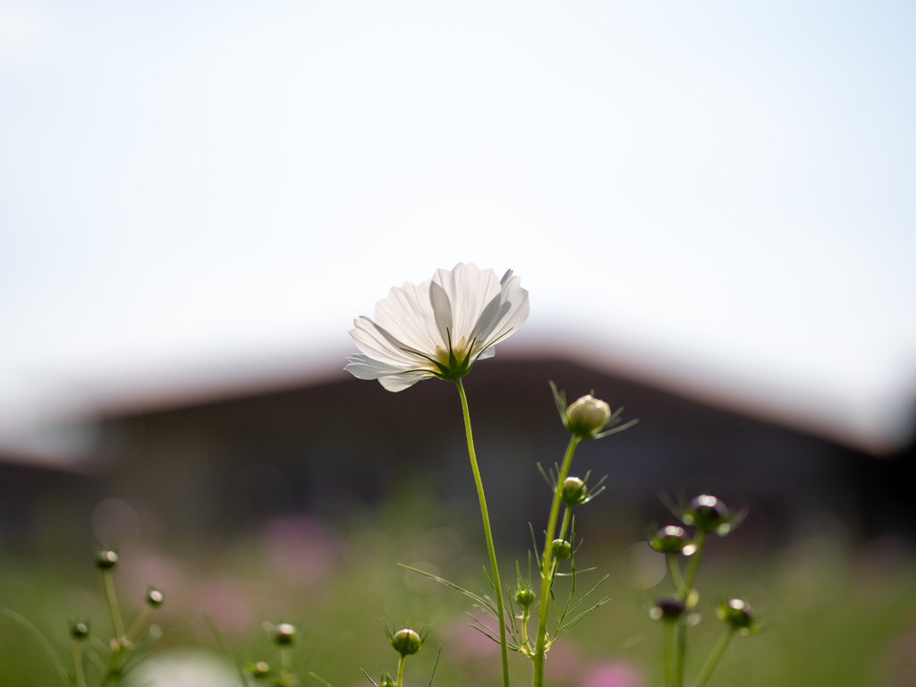 秋桜