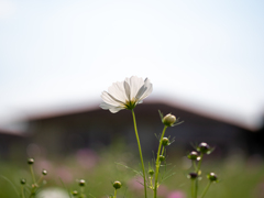 秋桜