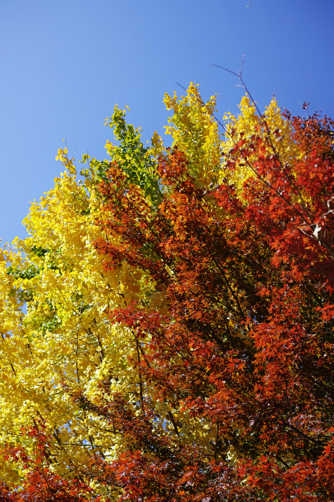 紅葉と銀杏