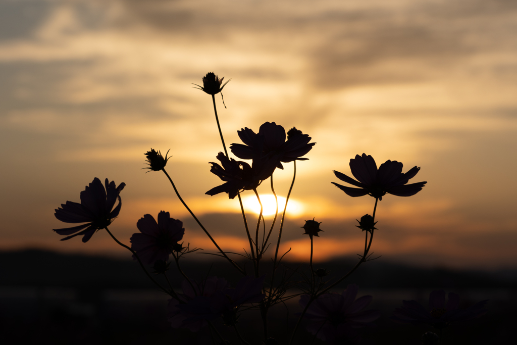 秋の夕暮れ