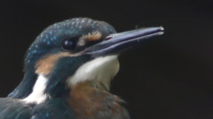 カワセミ