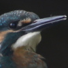 カワセミ