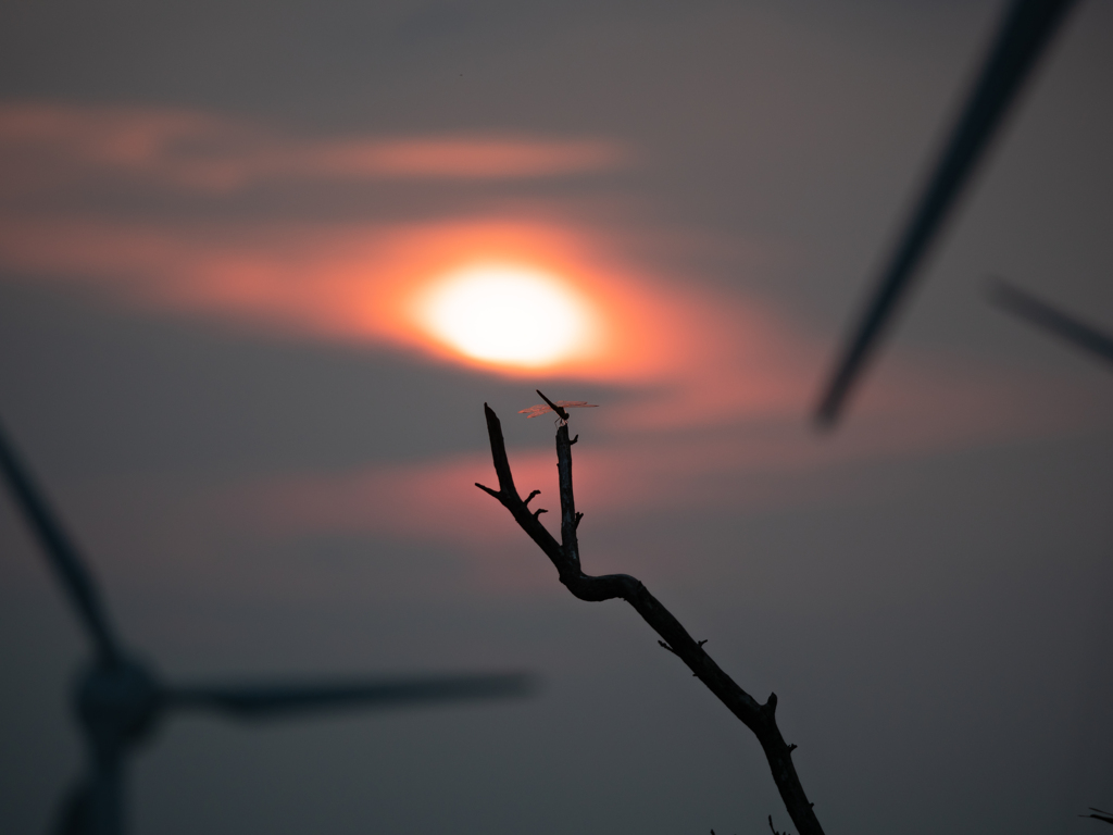 夕暮れに佇む。