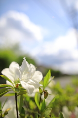 つつじ05