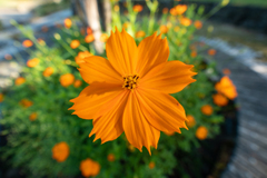 花02
