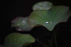 水玉