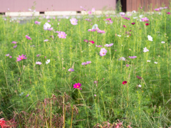 散る花咲く花