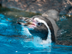 ペンギン01