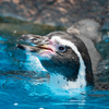 ペンギン01