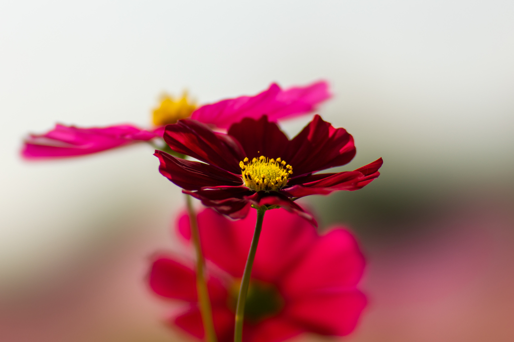 秋桜