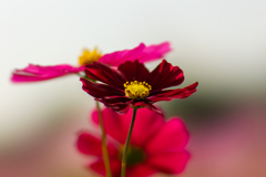 秋桜