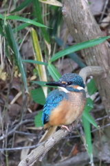 カワセミ