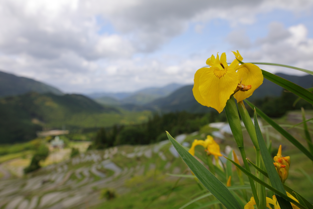 丸山千枚田03