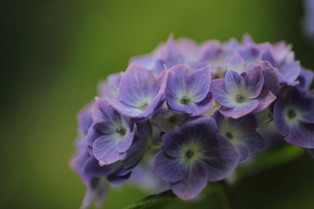 紫陽花