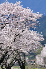 桜の中を