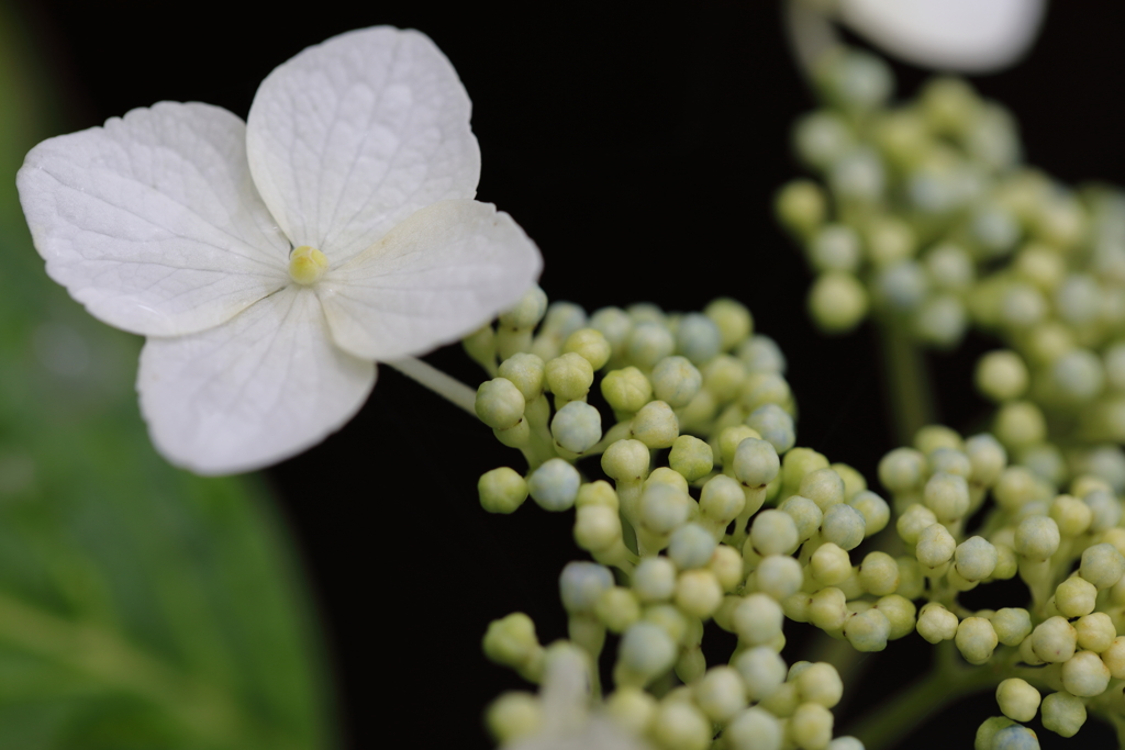 紫陽花