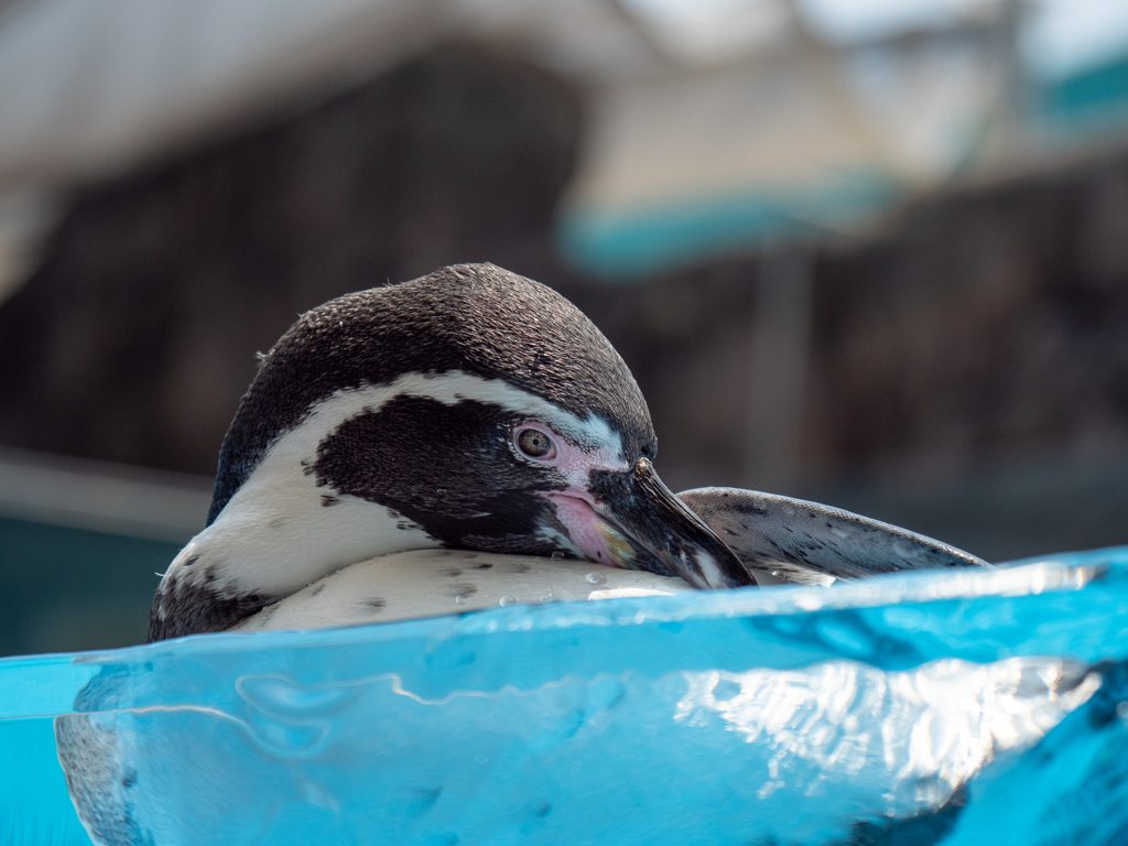 ペンギン03