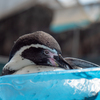 ペンギン03
