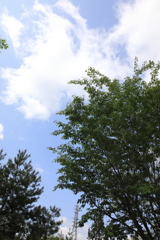 森林公園08
