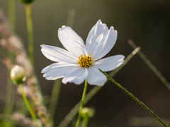 秋桜01