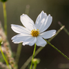 秋桜01