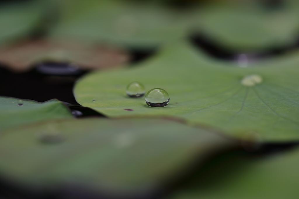 水玉