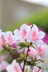 つつじ04