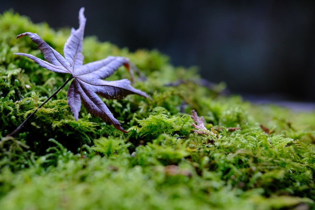 苔ベッド