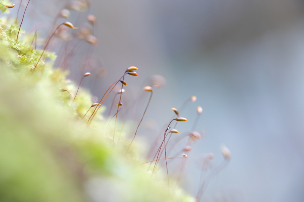 苔の手