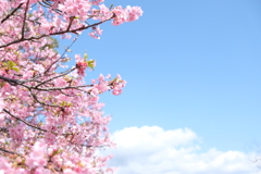 空に伸びる桜