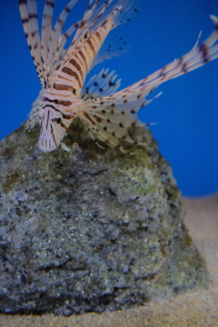 降りる魚