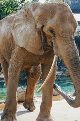 多摩動物公園だゾウ