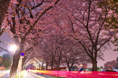 桜と光の線