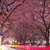 桜と光の線
