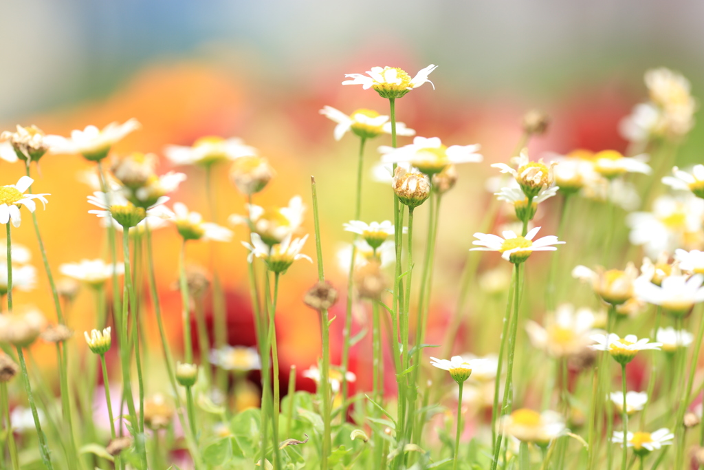 だんごより花