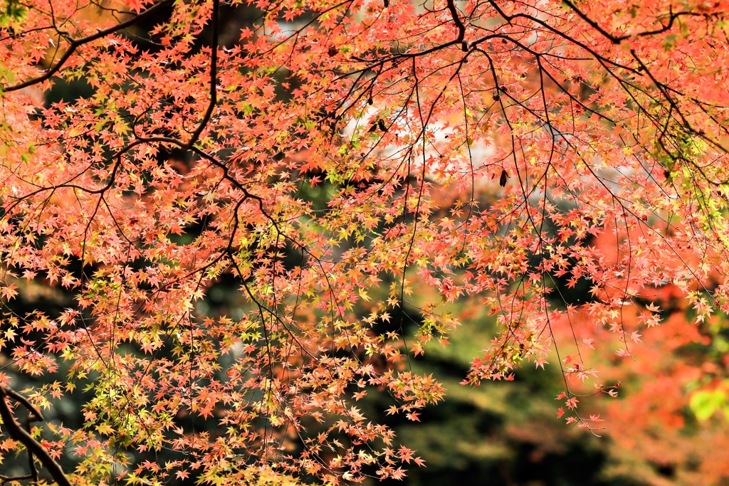 スパンコール紅葉