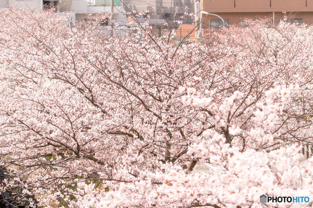 街に桜が咲く頃に