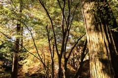 秋の森林浴