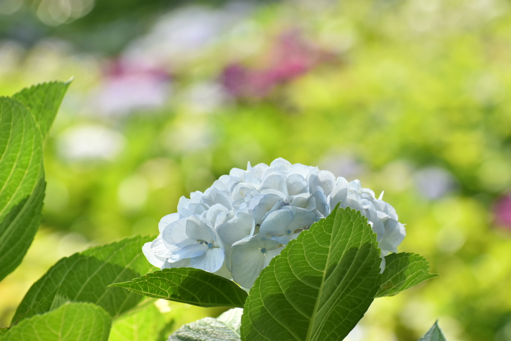 佐賀のアジサイ '19.06
