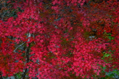 Red　２